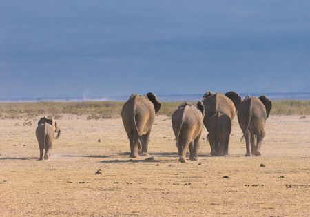 elephants, rear view, amboseli national parkの写真素材