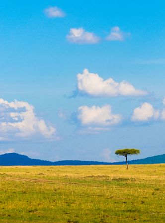 tree in savannah, typical african landscapeの写真素材