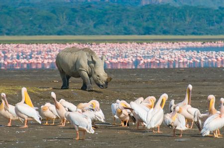 rhino in lake nakuru national park, kenyaの写真素材