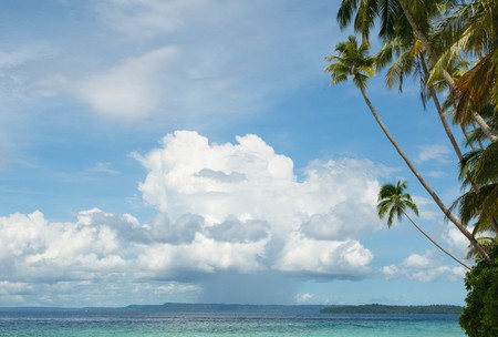 background of sea, sky and palm trees
