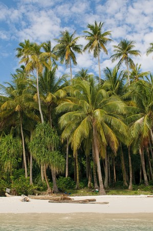tropical island - sea, sky and palm treesの写真素材