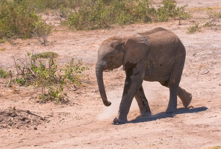 elephant calf, amboseli national park, kenyaの写真素材