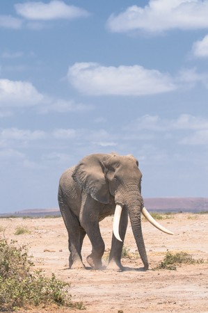 old elephant, amboseli national park, kenyaの写真素材
