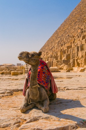Camel next to pyramid in Giza, Cairoの写真素材