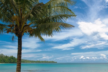 tropical island - sea, sky and palm treesの写真素材