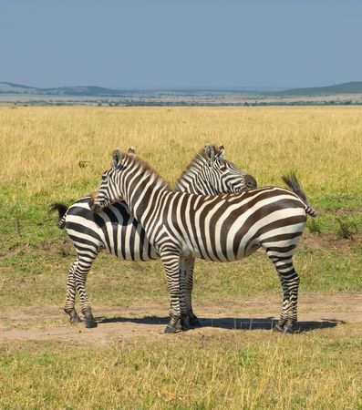 two zebras, masai mara national park, kenyaの写真素材