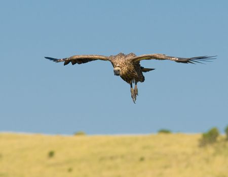 flying vulture, masai mara, kenyaの写真素材