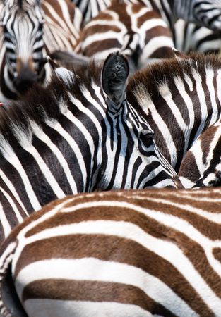pattern of zebras, masai mara, kenyaの写真素材