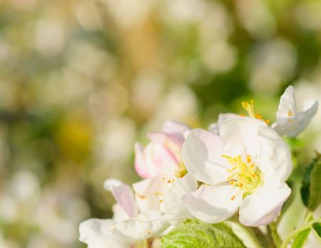 Flowers of apple treeの写真素材