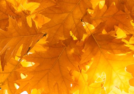 autumnal leaves, shallow focusの写真素材