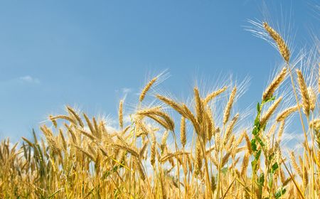 Wheat field