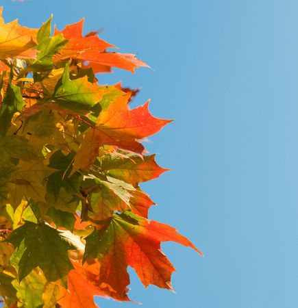 autumn leaves, very shallow focus