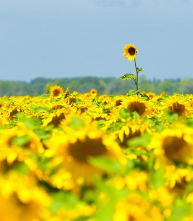 Sunflower field, Provence, France, shallow focusの写真素材