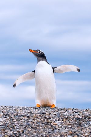 gentoo penguinの写真素材