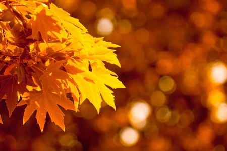 autumn leaves, very shallow focusの写真素材