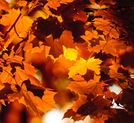 autumn leaves, very shallow focus