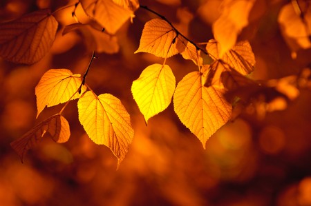 autumn leaves, very shallow focusの写真素材