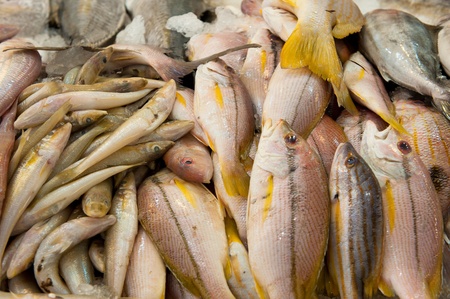 fresh fish at a fish marketの写真素材