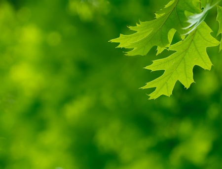 green leaves, shallow focusの写真素材