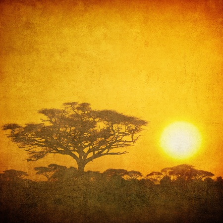 grunge image of a tree in savannahの写真素材