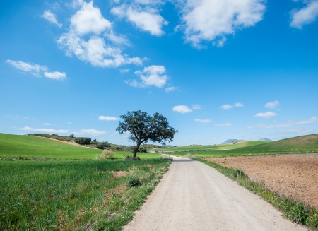 vibrant image of country roadの写真素材