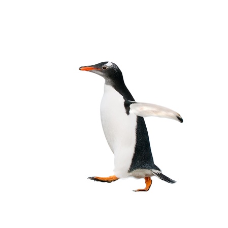 gentoo penguinの写真素材