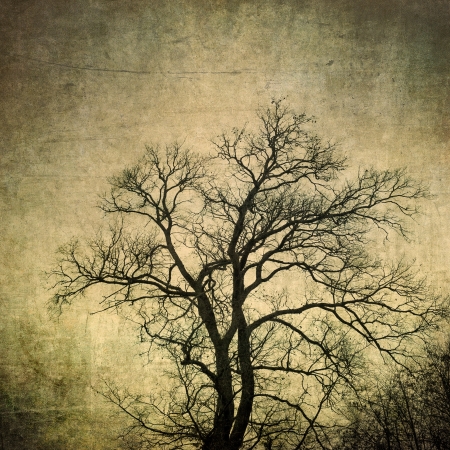 grunge frame with tree silhouettesの写真素材
