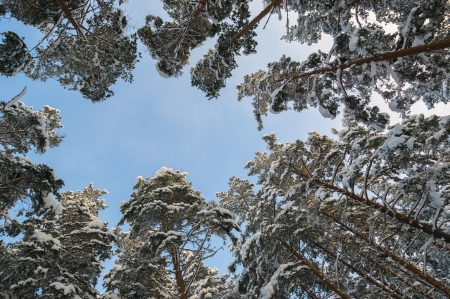 winter forestの写真素材