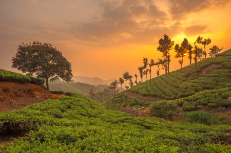Tea plantations in Munnar, Kerala, Indiaの写真素材
