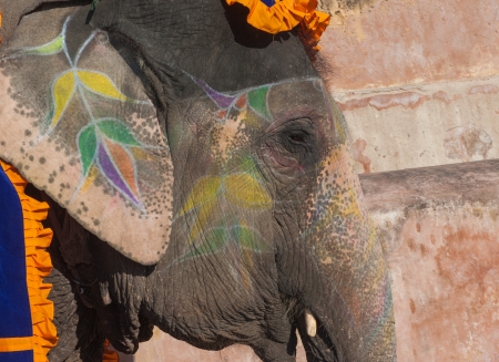 Colourful elephant in Jaipur, Rajasthan, Indiaの写真素材