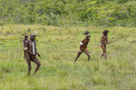 WAMENA, PAPUA, INDONESIA - November, 14: People of Dani tribe performing traditional fighting dance...