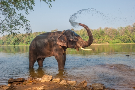 Elephant bathingの写真素材