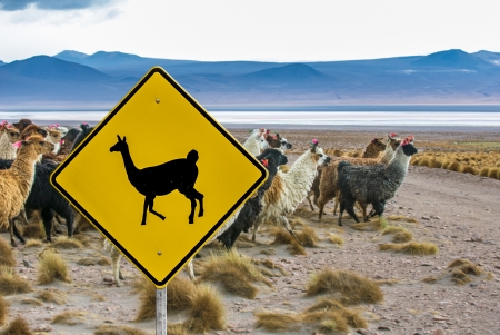 Lama crossing traffic sign, Altiplano, Boliviaの写真素材