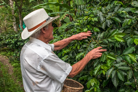 SALENTO, ZONA CAFETERIA, COLOMBIA - November, 28: Old farmer harvesting coffee beans on November, 28, 2009 in Salento, Zona Cafeteria, Colombia SALENTO, ZONA CAFETERIA, COLOMBIA - November, 28: Old farmer harvesting coffee beans on November, 28, 2009 in Salento, Zona Cafeteria, Colombia