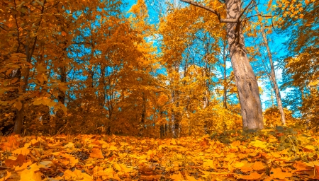 autunm treesの写真素材