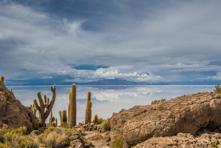 Incahuasi island, Salar de Uyuni, Boliviaの写真素材