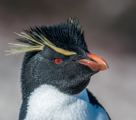 rockhopper penguinの写真素材