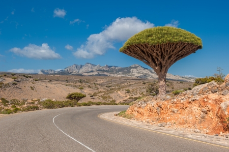 Dragon trees at Dixam plateau, Socotra Island, Yemenの写真素材