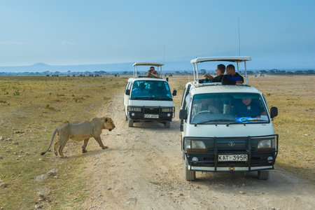 AMBOSELI, KENYA - September, 19, 2008: Lion safari in Amboseli National Park, Kenyaのeditorial素材