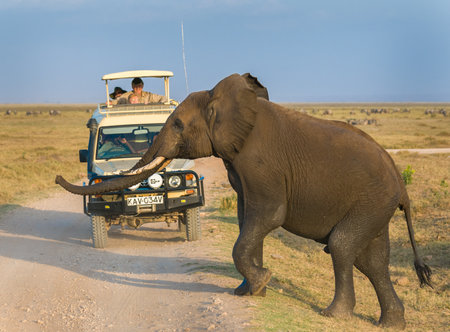 AMBOSELI, KENYA - September, 18, 2008: Elephant safari in Amboseli National Park, Kenyaのeditorial素材