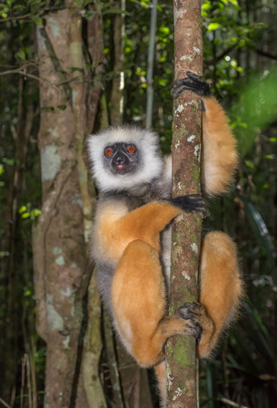Golden Sifaka, dancing lemur of Madagascarの写真素材