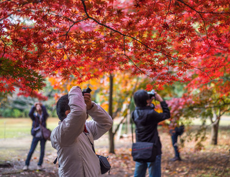 TOKYO, JAPAN - November, 30, 2014: Japanese tourists taking pictures of momiji maple treesのeditorial素材