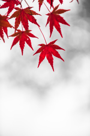 autumn leaves, very shallow focus