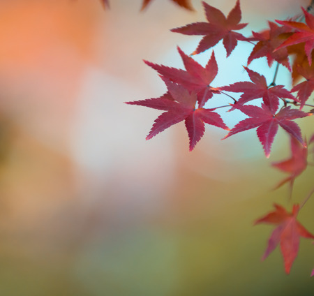autumn leaves, very shallow focusの写真素材
