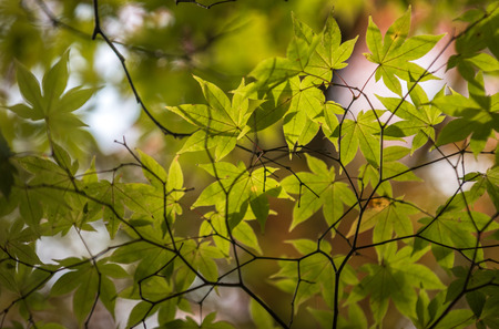 green leaves, shallow focus