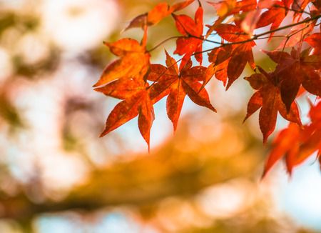 autumn leaves, very shallow focusの写真素材