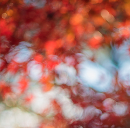 defocused red leaves, perfect autumn backgroundの写真素材