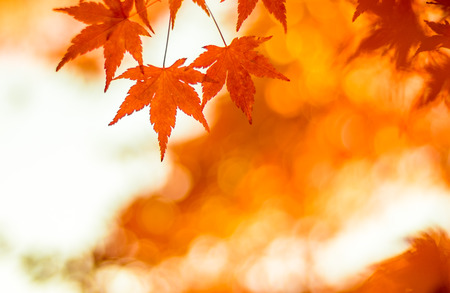 autumnal background, slightly defocused red marple leavesの写真素材