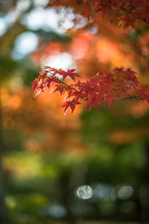 autumnal background, slightly defocused red marple leavesの写真素材