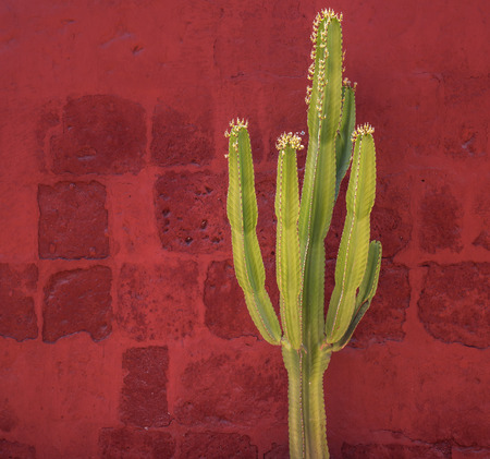 Green Cactus over red wall, Santa Catalina Monastery, Arequipa, Peruの写真素材
